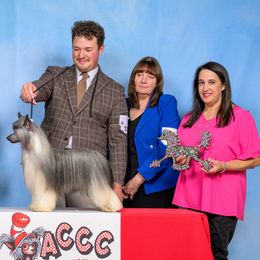 Chinese Cresteds from Naked & Famous