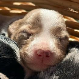 Oats - Red merle female Border Collie puppy in North Lakeport, California from Wild Rose Ranch