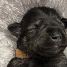 Boy 3 - Black and silver Miniature Schnauzer puppy in Monroe, Washington from 4 Ever Schnauzers