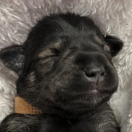 Boy 3 - Black and silver Miniature Schnauzer puppy in Monroe, Washington from 4 Ever Schnauzers