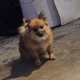 Alvin - Orange sable male Pomeranian puppy in Laredo, Texas from SASH Poms