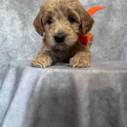 Orange Female- minigoldendoodle - Red  female Goldendoodle puppy in Piedmont, South Carolina from The Farm at Saluda Ridge