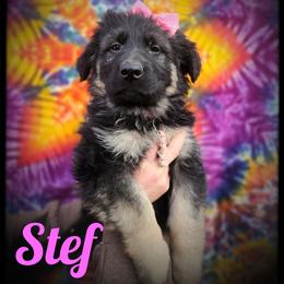 Stef - Black and tan female German Shepherd puppy in Fort Jennings, Ohio from Von Holtzapple German shepherds