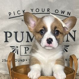 Magnolia - Sable female Pembroke Welsh Corgi puppy in Benton, Arkansas from High Cotton Corgis