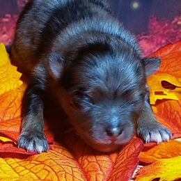 Prada - Blue merle female Pomeranian puppy in Weatherford, Texas from Jeweled Poms