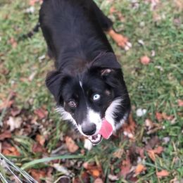 daisy - Miniature Australian Shepherd