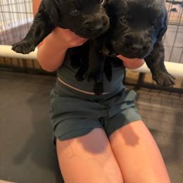 Girl 1 - Black female Labrador Retriever puppy in Whigham, Georgia from Diamond C Labradors