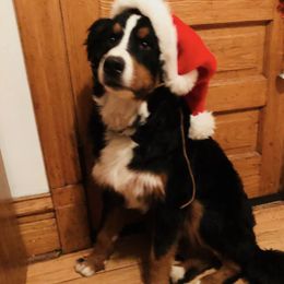 Bernese Mountain Dog Puppies from Berner Bud Farm