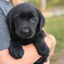 Valor - Black female Labrador Retriever puppy in Archer Lodge, North Carolina from Archer Lodge Labradors