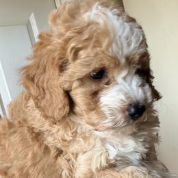 Aspen (2,600) - Yellow and white female Bernedoodle puppy in Grandview, Texas from Big Sky Bernedoodles