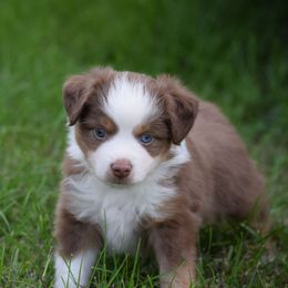 Oliver - Red tri-color male Australian Shepherd puppy in Nebraska from Our Barn Aussies