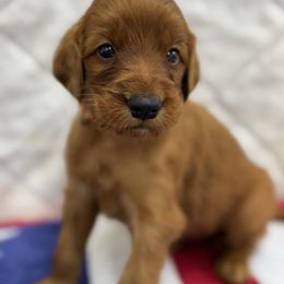 Orange collar - Mahogany male Irish Setter puppy in Choctaw, Oklahoma from Heartland Irish Setters