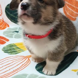Pembroke Welsh Corgi Puppies from Episode Corgis