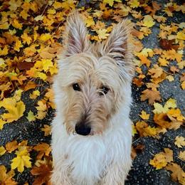 Tuck - Scottish Terrier