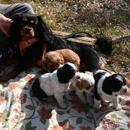 Cavalier King Charles Spaniel Puppies from Critter's Cottage Cavaliers