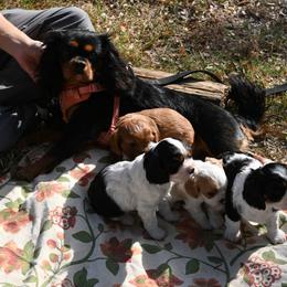 Cavalier King Charles Spaniel Puppies from Critter's Cottage Cavaliers