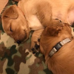 Golden Retriever Puppies from Lucky Penny Goldens