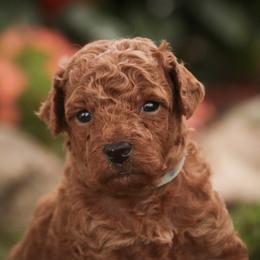 Wiley - Red  male Poodle puppy in Nappanee, Indiana from Perfect Match Poodles