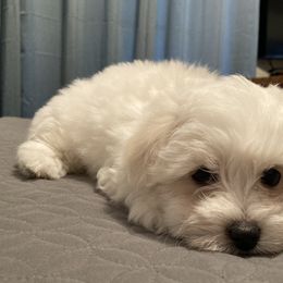 Coton de Tulear Puppies from Gidget Cotons - ACC