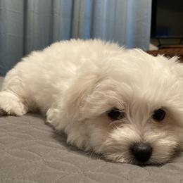 Coton de Tulear Puppies from Gidget Cotons - ACC