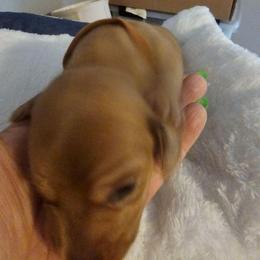 Milo - Chocolate male Dachshund puppy in Strong, Arkansas from Dachshunds R Us