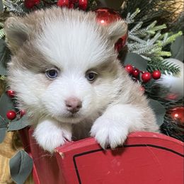 Rumor Lavender boy - Lavender male Pomsky puppy in Enid, Oklahoma from Mile Hi Pomskies