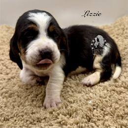 Lizzie - Black white and brown female Basset Hound puppy in Dingess, West Virginia from Tuckers' Howling Hounds