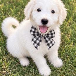 Holly - White female Pyredoodle puppy in Sand Springs, Oklahoma from Kiki’s Farm
