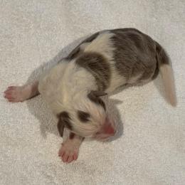 Shadow - Lilac merle male Border Collie puppy in Hartsville, South Carolina from Wiggles 4 Life