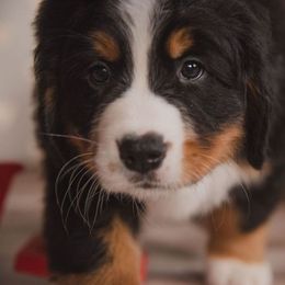 Bernese Mountain Dog and Golden Retriever Puppies from J & J Meadows