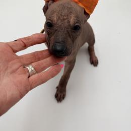 Kali - Bronze female Xoloitzcuintli puppy in West Jordan, Utah from Majestic Nakids