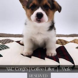 Java - Black and tan male Pembroke Welsh Corgi puppy in Pine Village, Indiana from NL Horsemanship