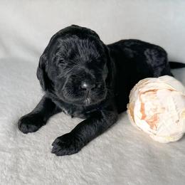 Violet - Black female Goldendoodle puppy in Osage City, Kansas from Golden Ridge Goldens