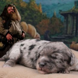 Hagrid - Blue male Havapoo puppy in Hendersonville, North Carolina from Grayfinn House