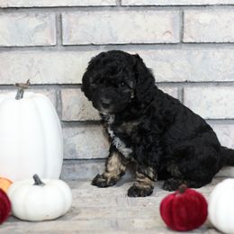 Aussiedoodle Puppies from Peachydoodlepups