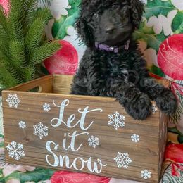 Goldendoodle Puppies from Owen-a-Doodle