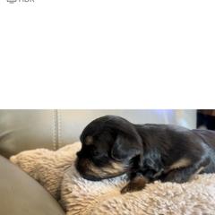 Brussels Griffon Puppies from Shelly's Brussels Griffons