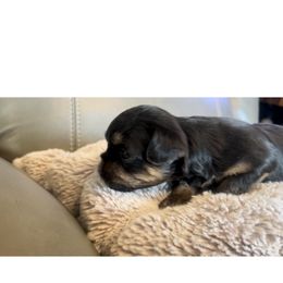 Brussels Griffon Puppies from Shelly's Brussels Griffons