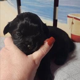 Ace - Black and white male Shichon puppy in Imperial, Missouri from Shichon Teddybear  puppies of Miss