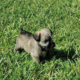 Miniature Schnauzer Puppies from Charlie's Mini Schnauzers