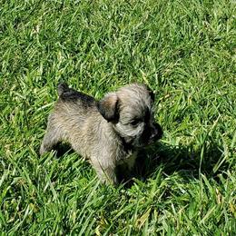 Miniature Schnauzer Puppies from Charlie's Mini Schnauzers