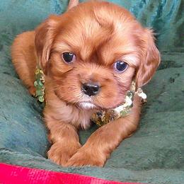 Clara - Ruby female Cavalier King Charles Spaniel puppy in Moscow Mills, Missouri from Cavaliers King Charles Spaniels at Carmen Acres Farm