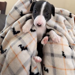 Boy 2 - Black male Whippet puppy in Menifee, California from Wonderstruck
