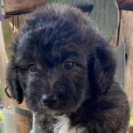 Bernedoodles, Double Doodles, and Goldendoodles from Down on the farm Doodles