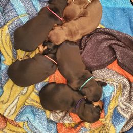 Dachshund Puppies from Lisa's Dachshunds