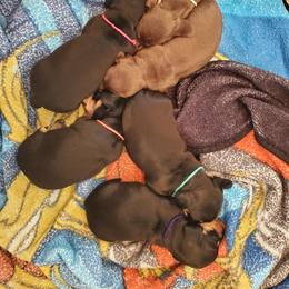 Dachshund Puppies from Lisa's Dachshunds