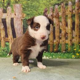 Bruce - White and red male Border Collie puppy in Avilla, Indiana from Borderline Kennels