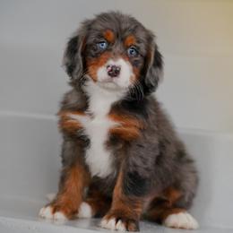 Rosewood - Merle female Bernedoodle puppy in Dundee, Ohio from Down Home Doodle