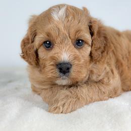 George - Golden male Cockapoo puppy in Pledger, Texas from Sugarbear Cockapoos