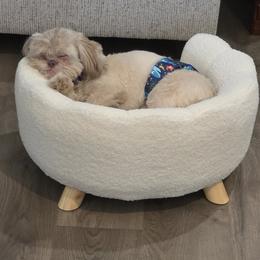 Teddy - Shih Tzu